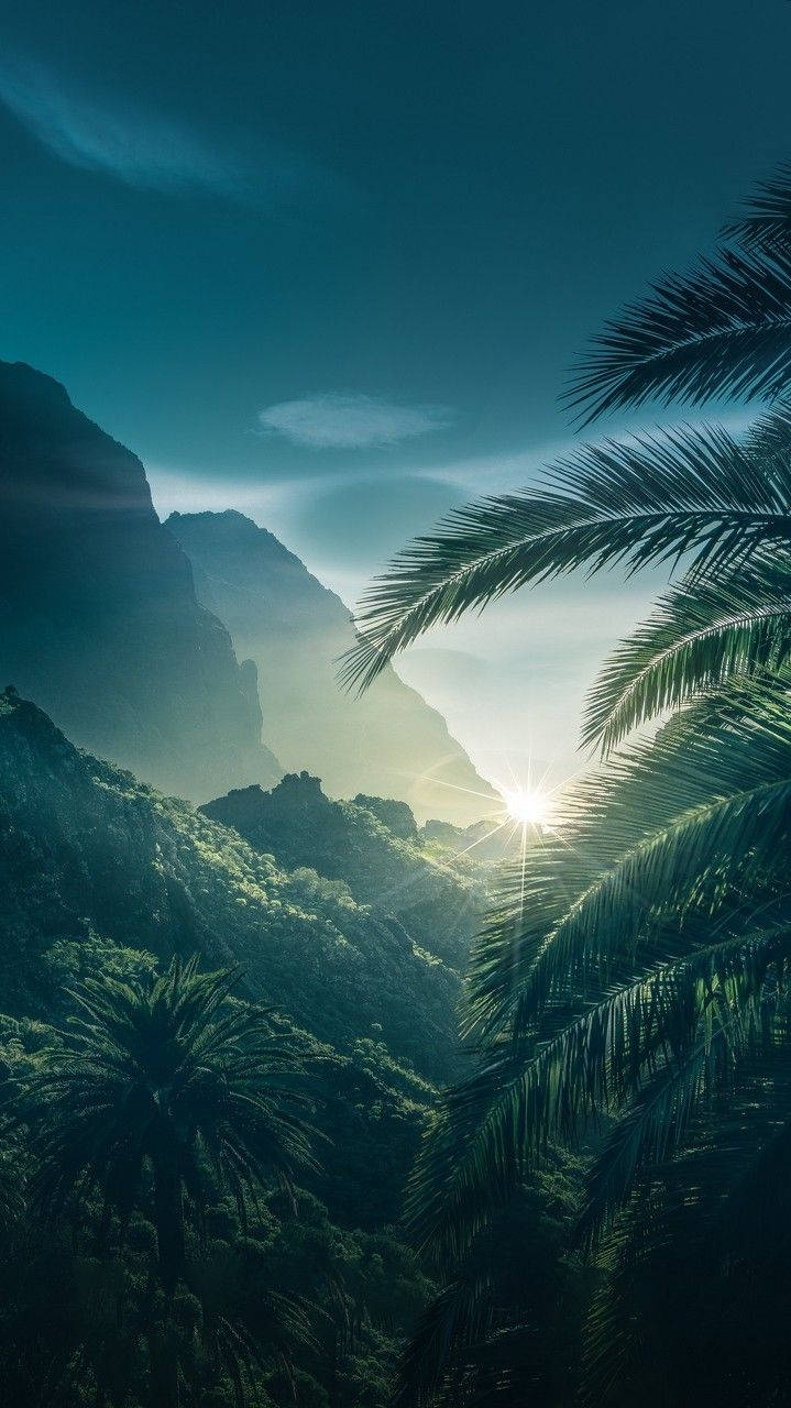 Sunrise At A Forest Cool Android Wallpaper