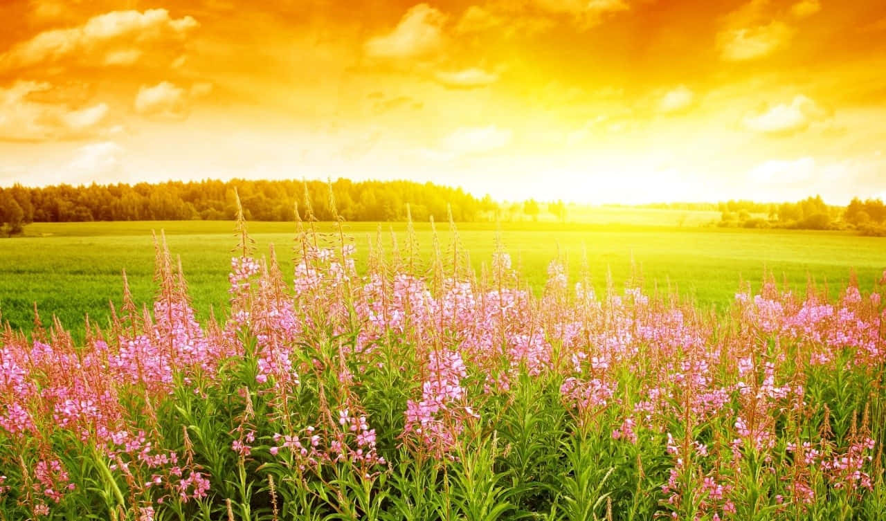 Sunset Meadow Floral Bliss.jpg Wallpaper