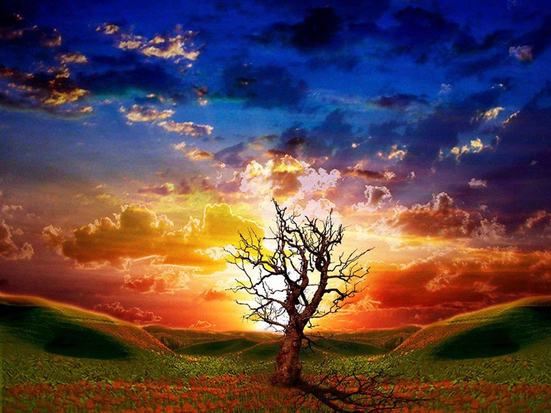 Sunset Tree Silhouette 3d Animation Wallpaper