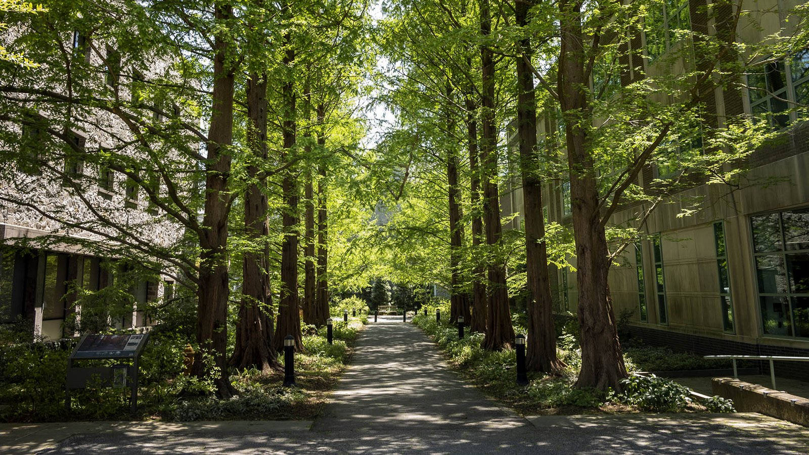 Swarthmore College Building Park Wallpaper