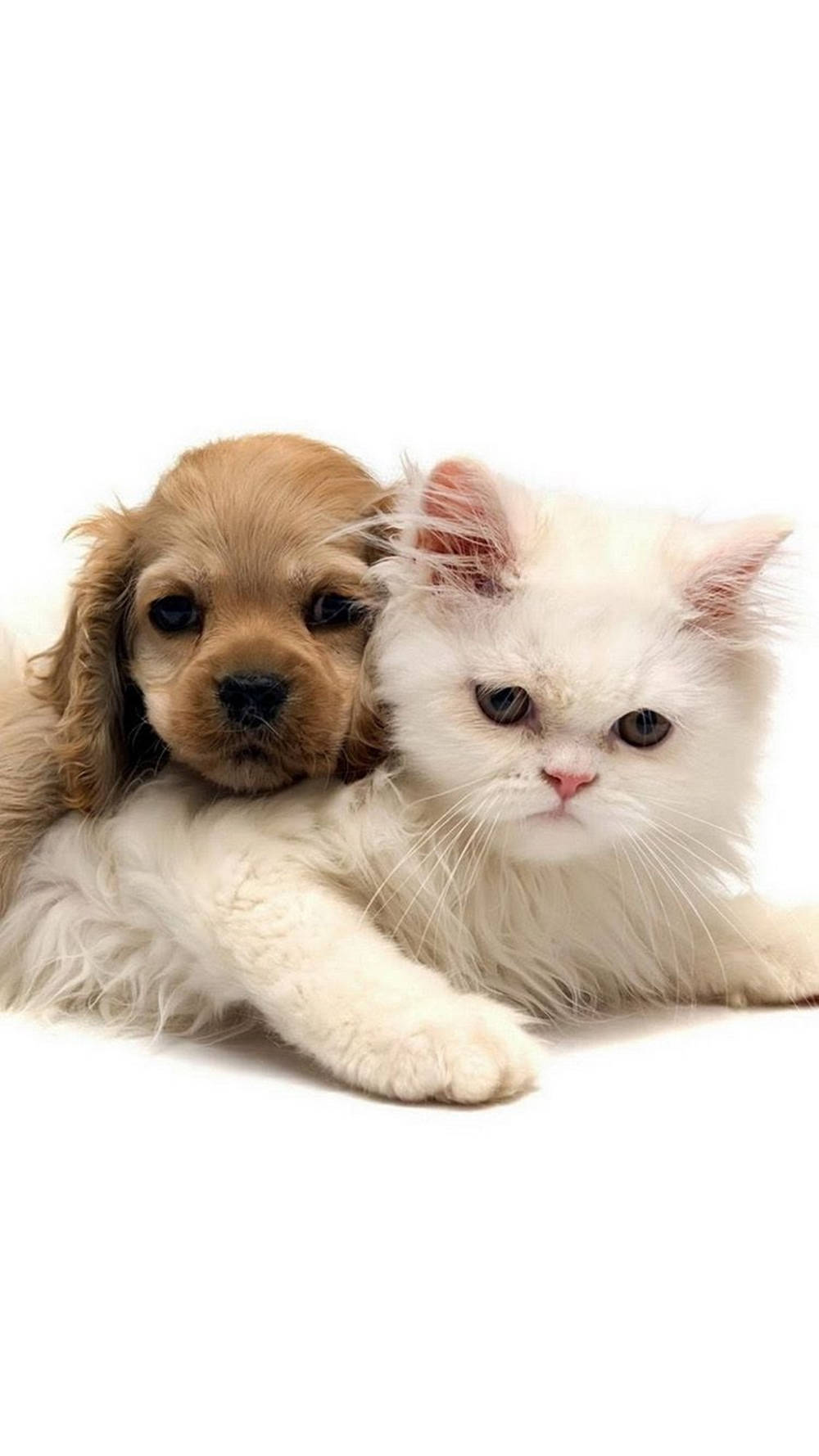Sweet Spaniel Dog And Persian Cat Iphone Wallpaper