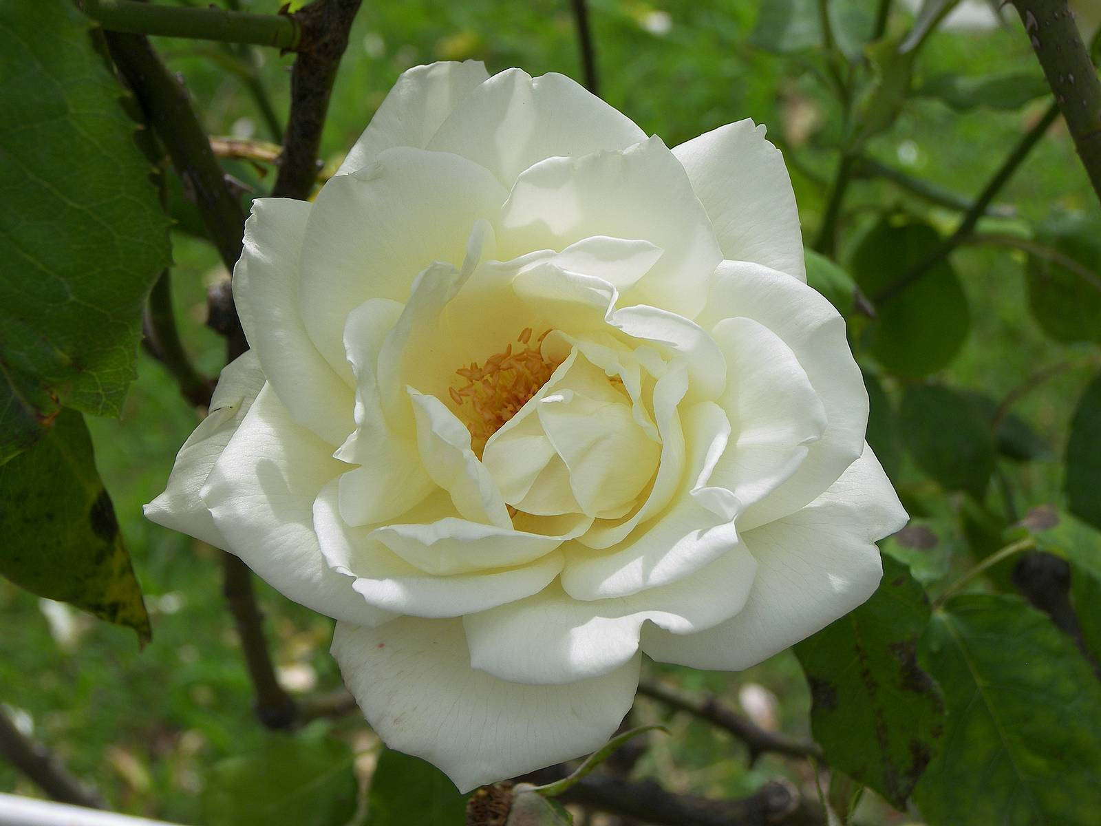 Sweet White Rose Flower Wallpaper
