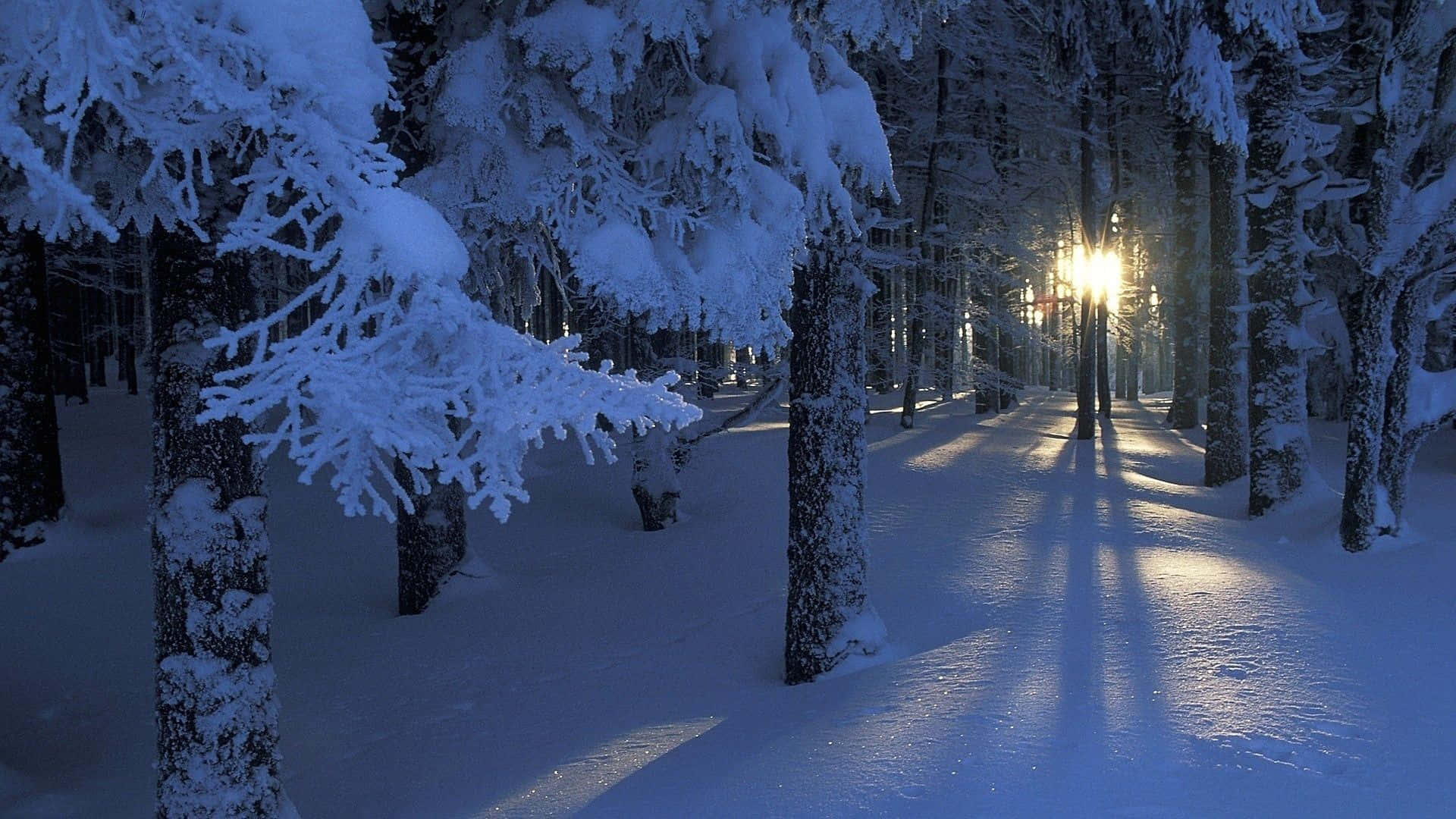 Take A Journey Through The Majestic Winter Forest Wallpaper