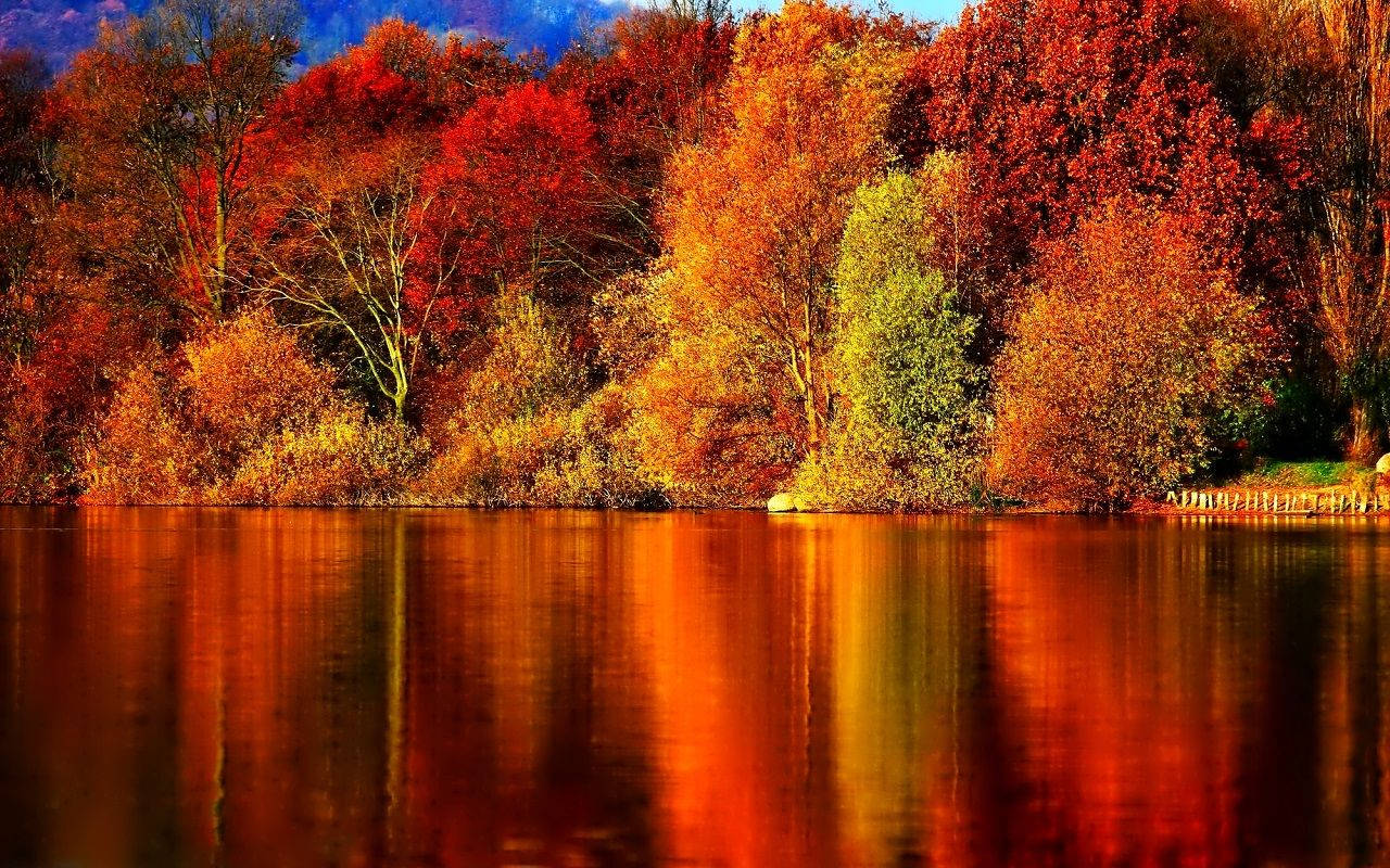 Take A Stroll Through Nature This Fall Wallpaper