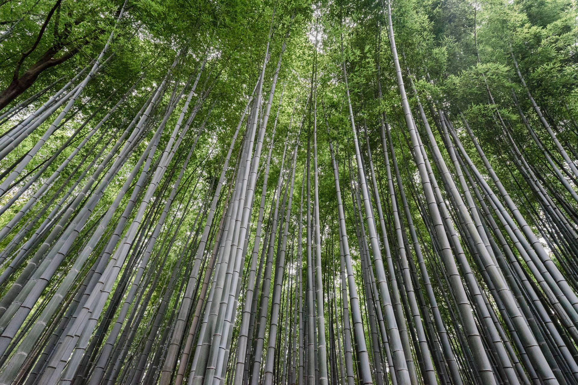 Tall bamboo plants immagini e fotografie stock ad alta risoluzione - Alamy