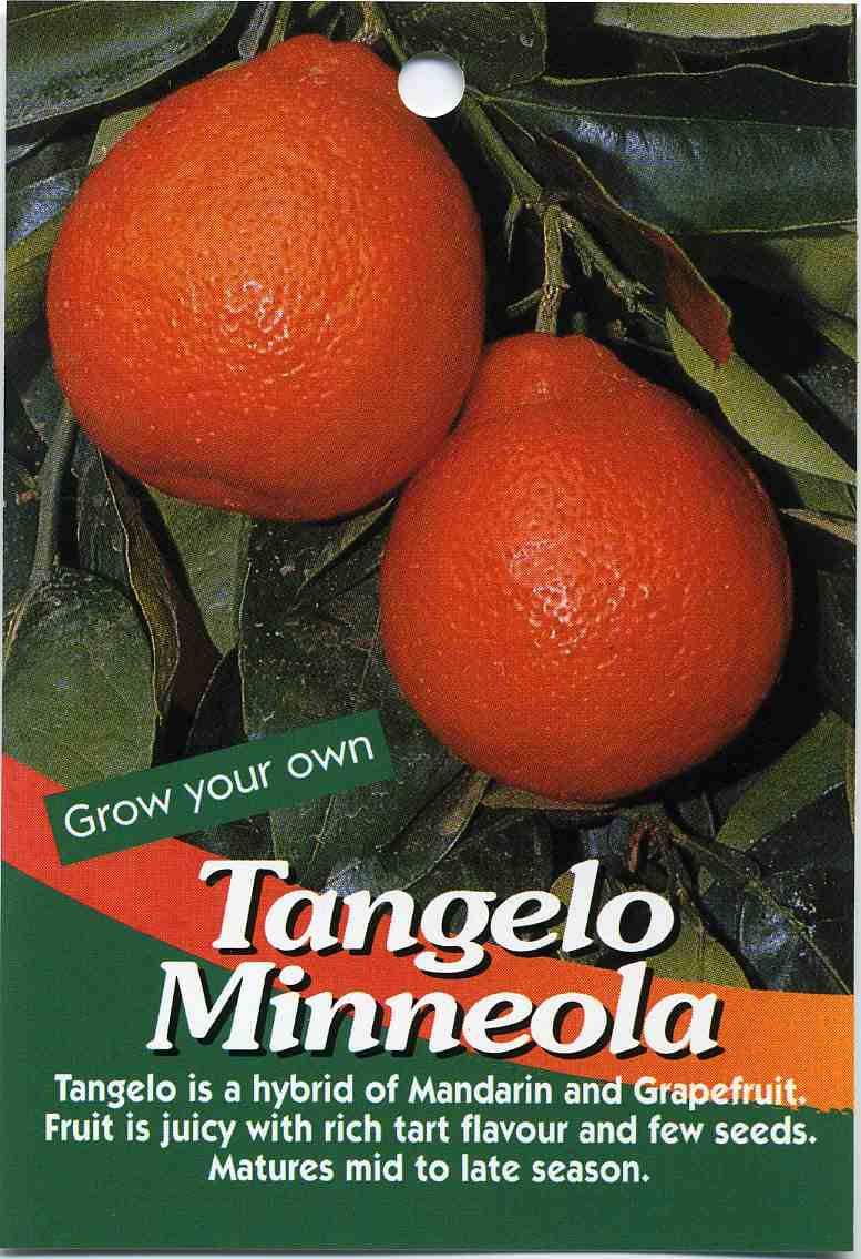 Tangelo Minneola Poster Wallpaper