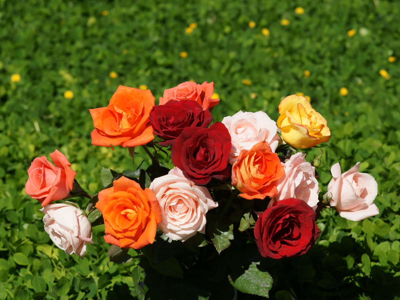 The Allure Of Beautiful Vibrant Red Roses Wallpaper