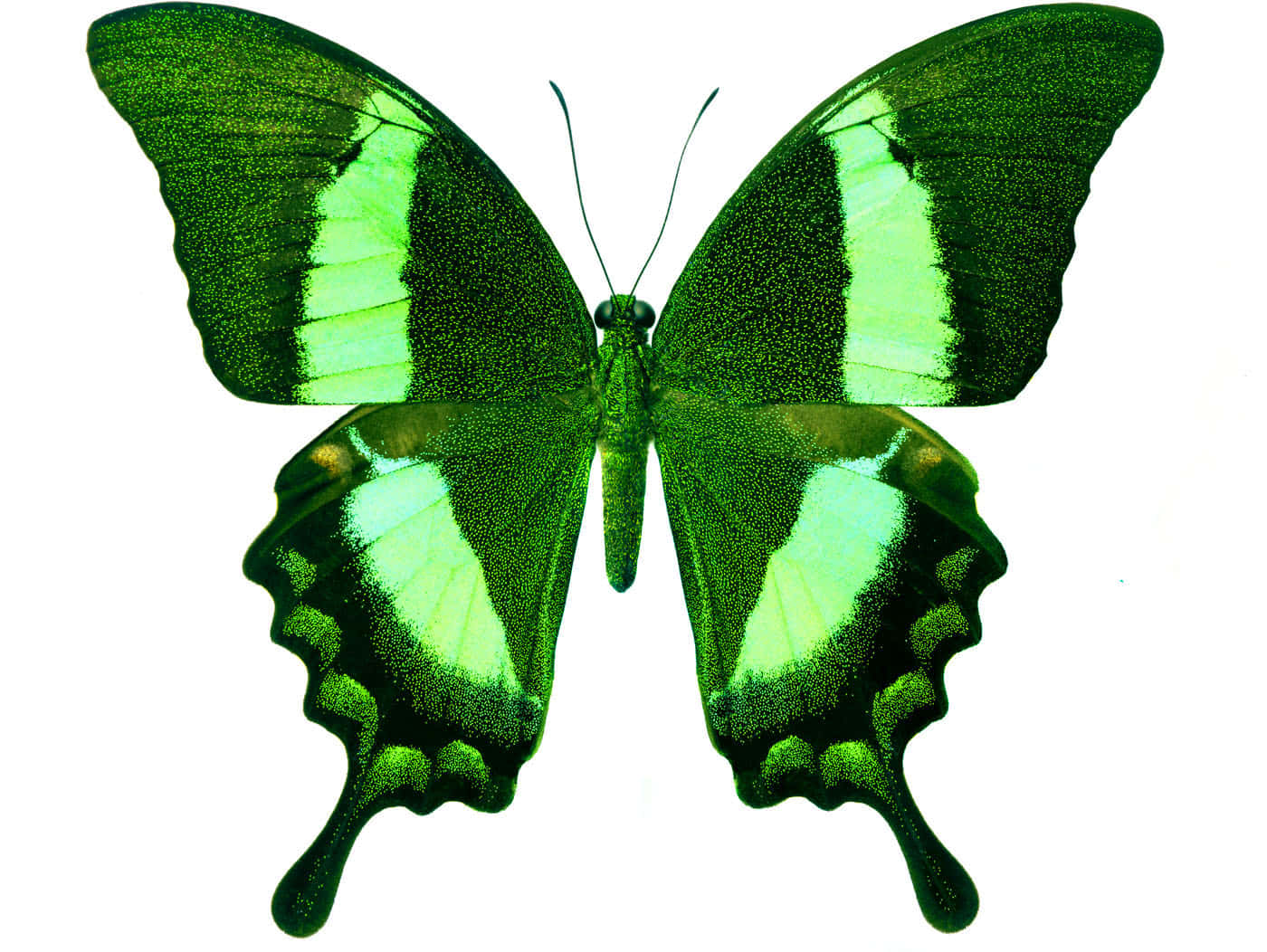 The Beautiful Beauty Of Nature - A Green Butterfly Wallpaper