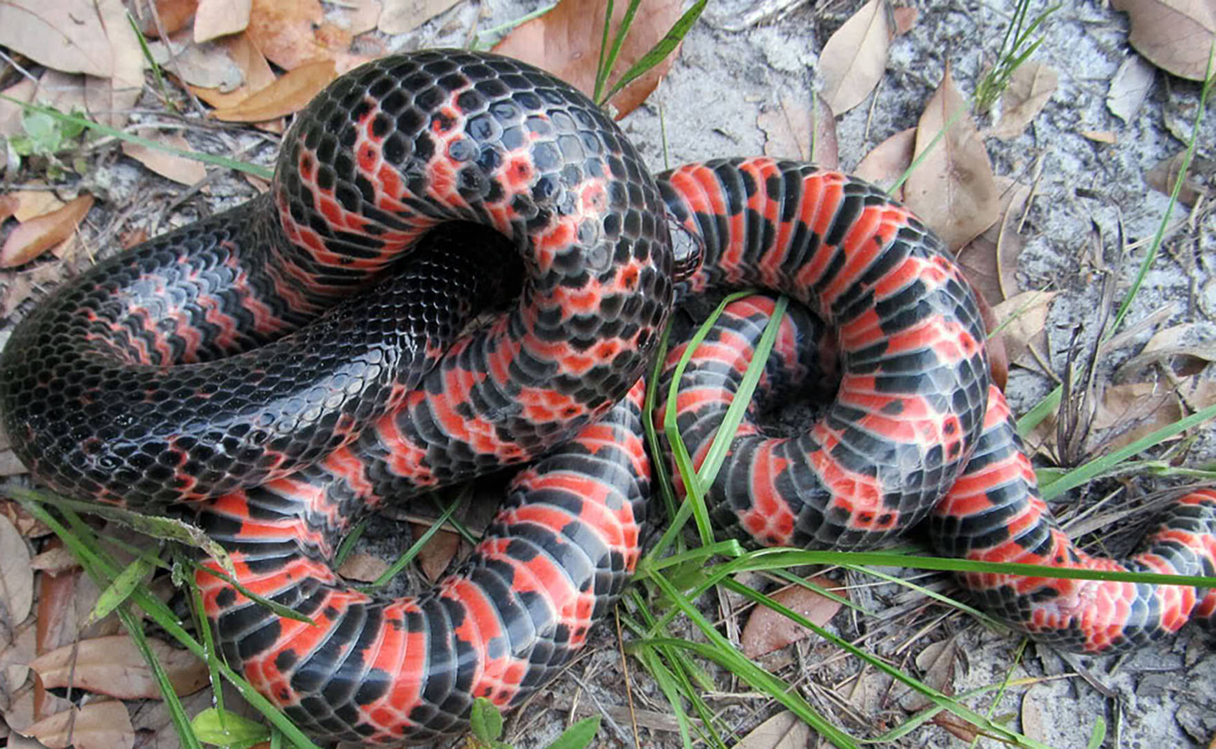 The Intricate Beauty Of A Mud Snake Wallpaper