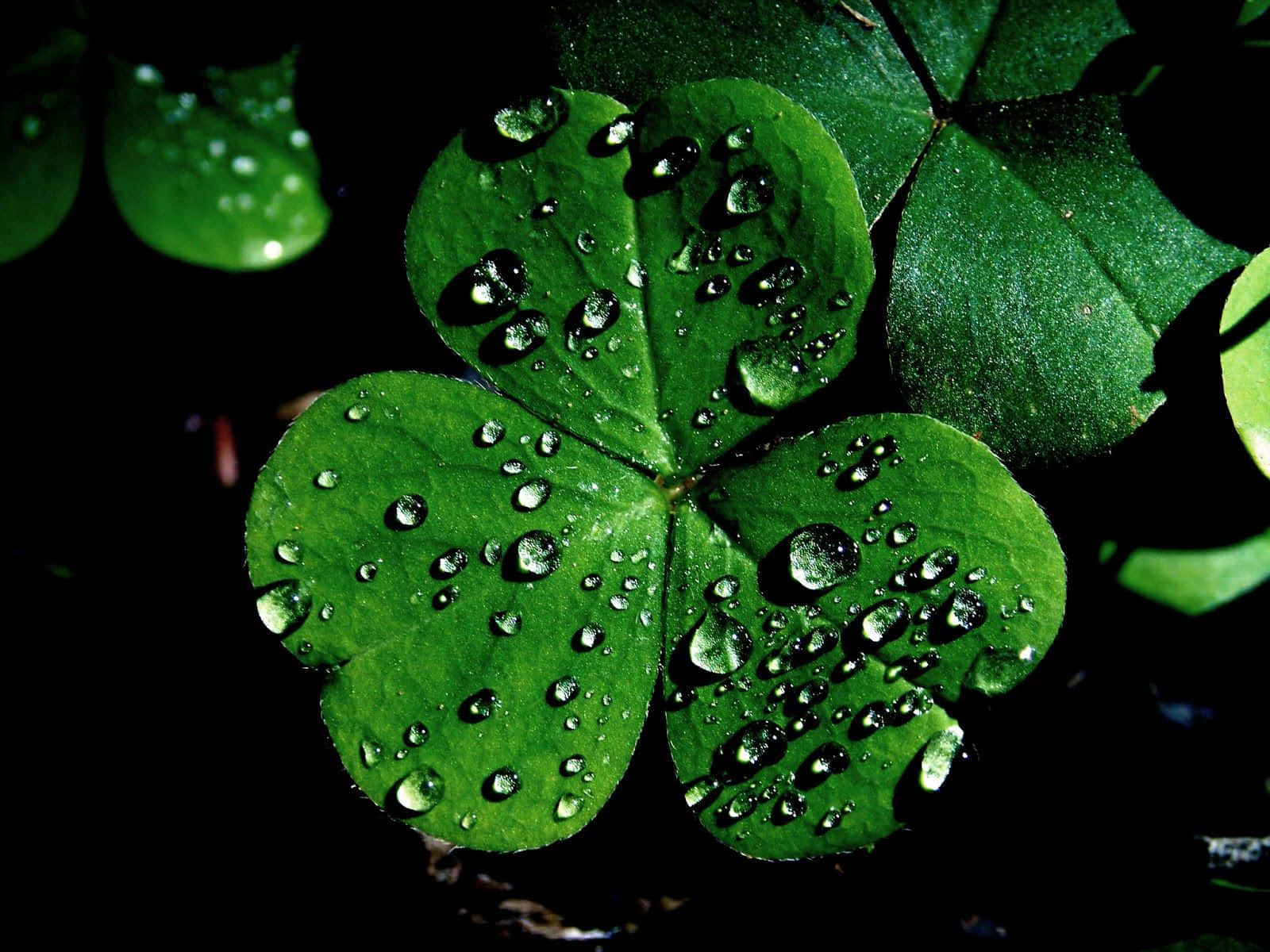 The Luck Of The Irish! Wallpaper