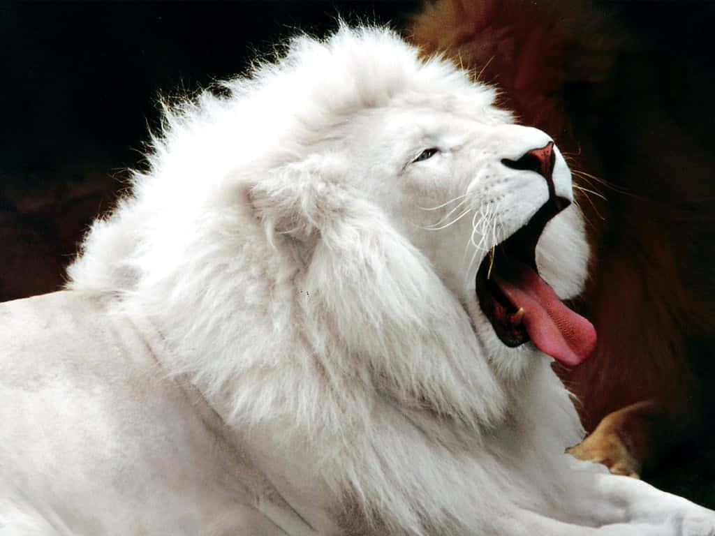 The Most Beautiful Animal In The World Wallpaper