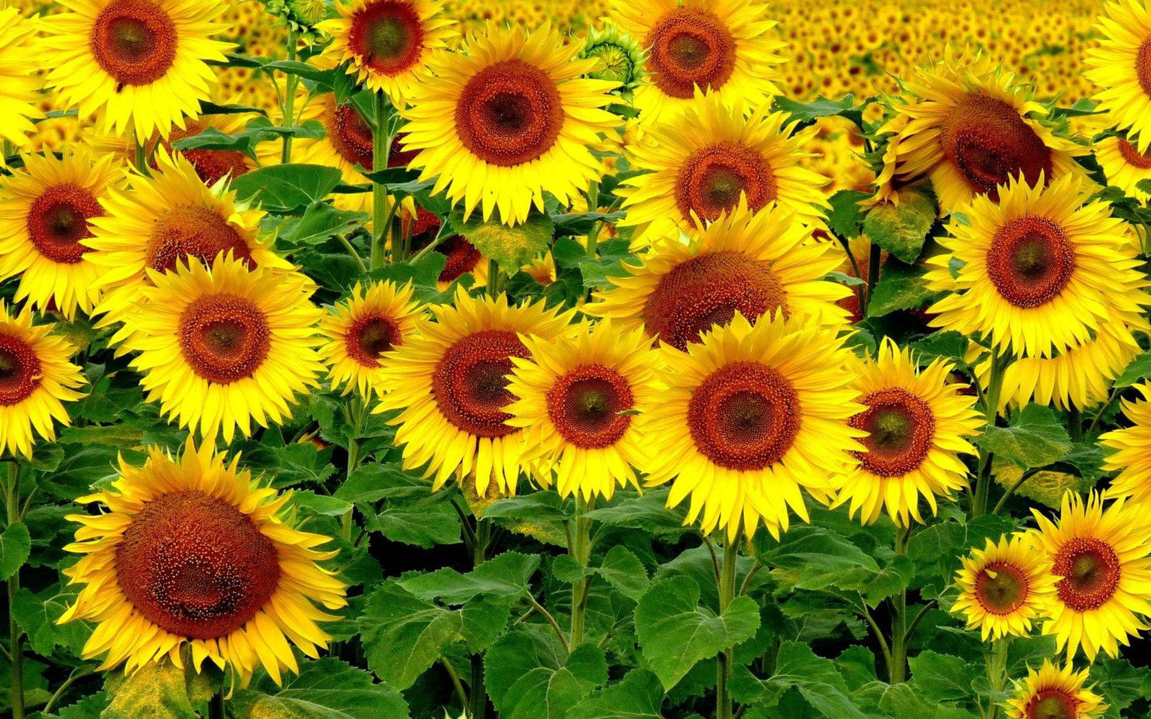 The Natural Beauty Of Sunflowers And Roses Wallpaper