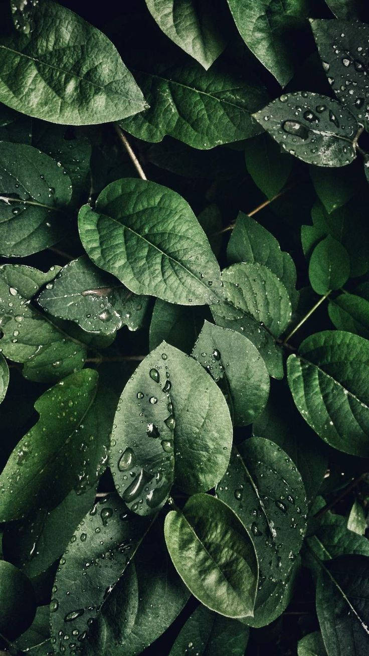 The Serene Beauty Of Dew-kissed Leaves For Your Iphone Wallpaper