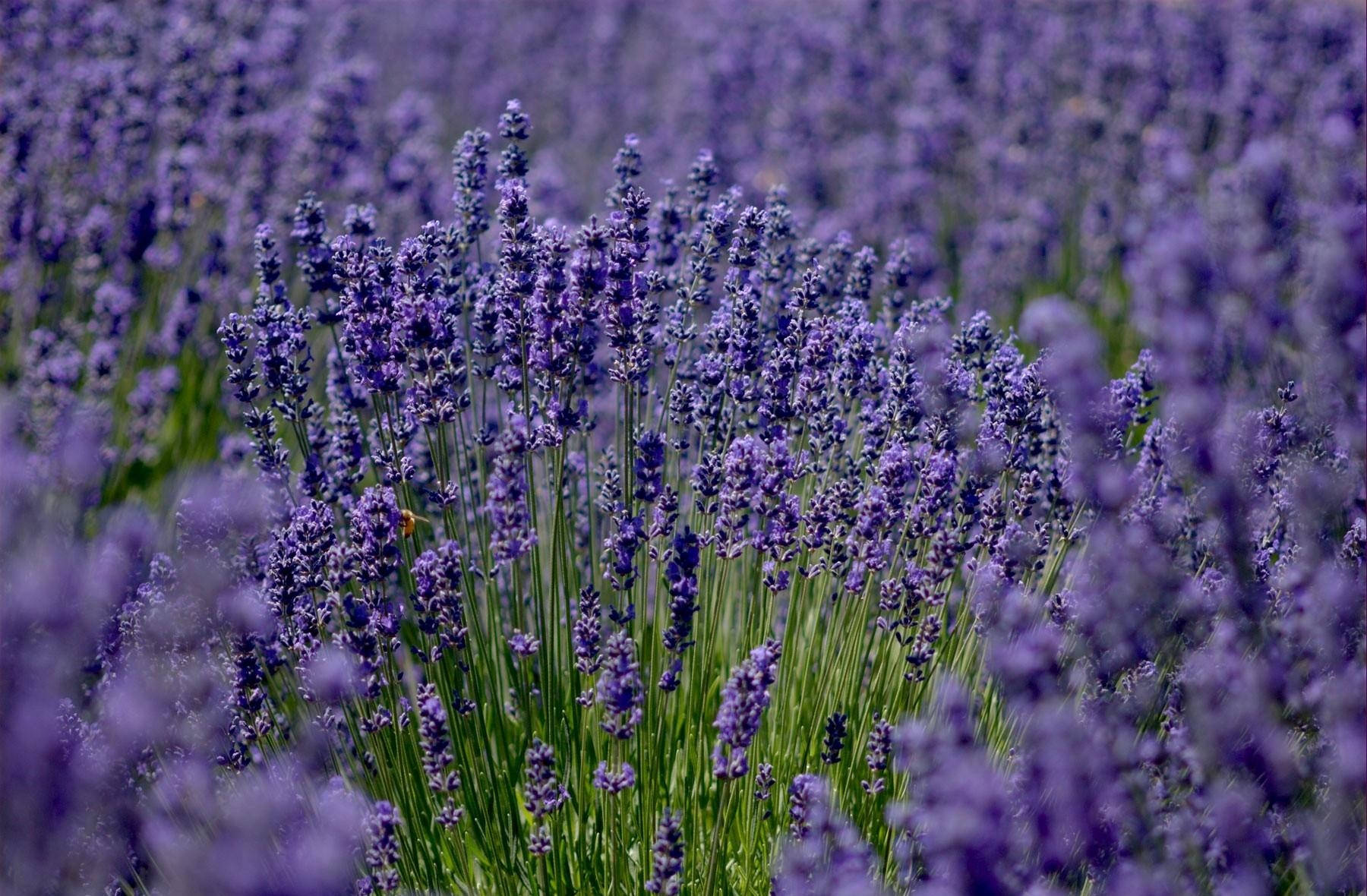 The Vibrant Colors Of A Lavender Field In Nature Wallpaper