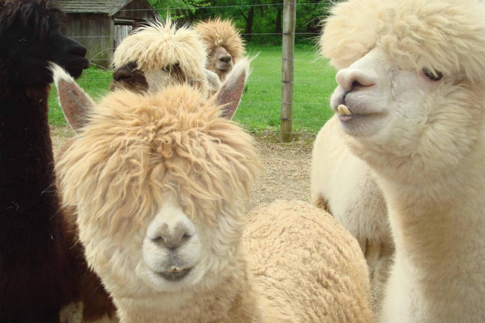 Thick-haired Alpacas Wallpaper