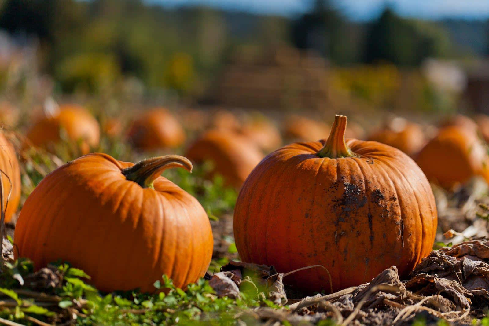 This Gorgeous Fall Pumpkin Looking Up At You And The Orange Leaf-filled Sky Wallpaper