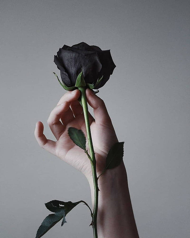 Thorny Flower Black Rose Iphone Wallpaper