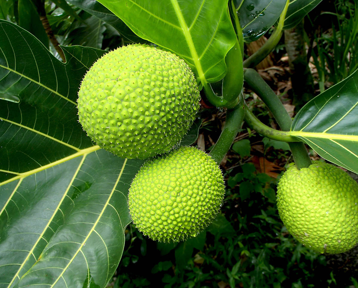 Three Breadfruit On A Branch Wallpaper