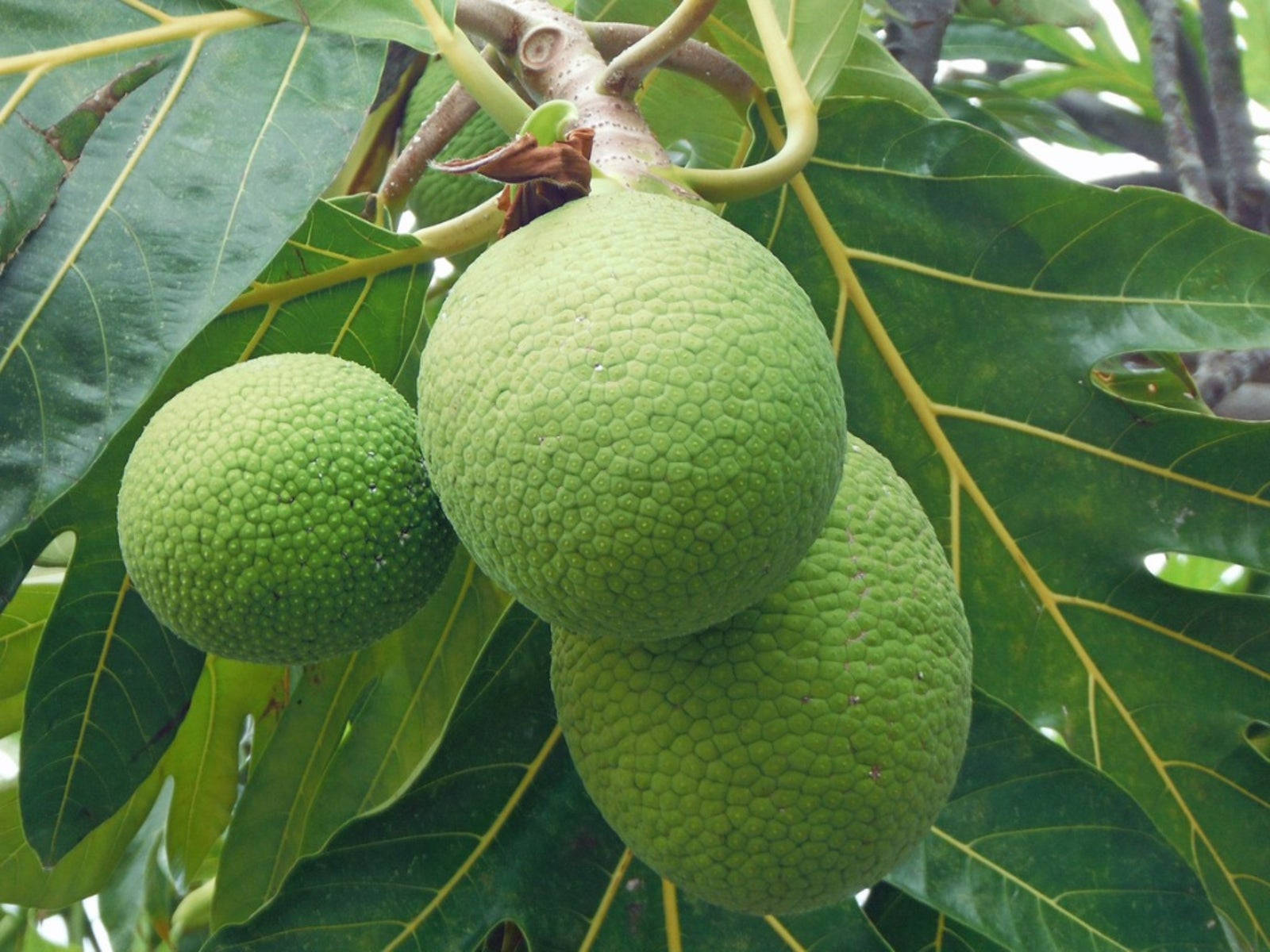 Three Hanging Raw Breadfruit Wallpaper