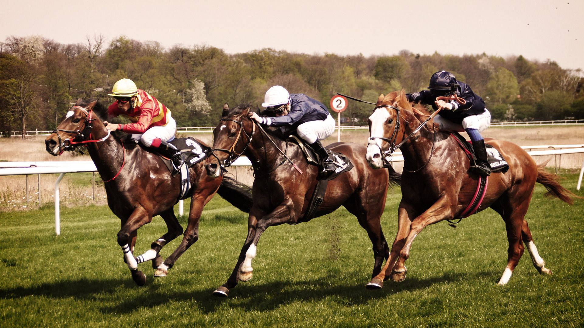 Horse deals racing wallpaper