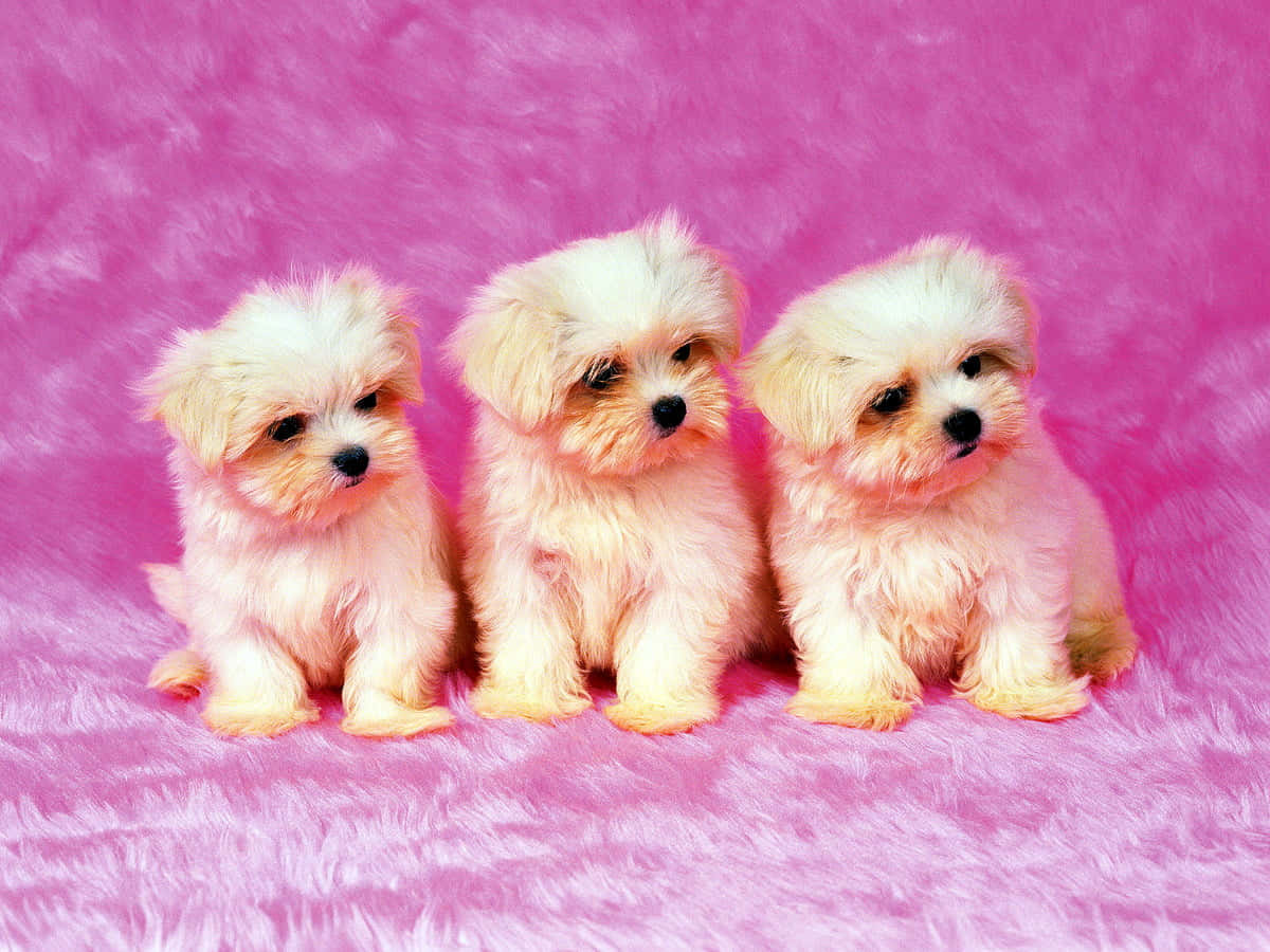 Three Maltese Small Dogs Portrait Wallpaper