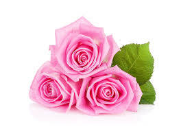 Three Pink Rose Flowers Wallpaper