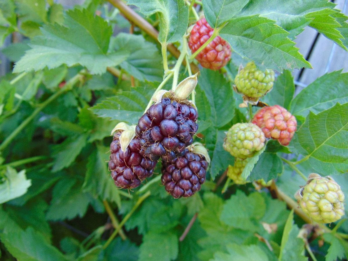 Three Purple Loganberries Wallpaper