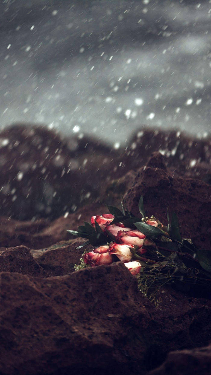 Thrown Roses In Sad Iphone Wallpaper