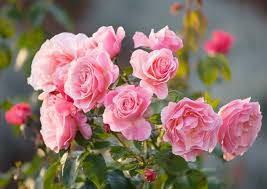 Tickled Pink Bush Rose Wallpaper