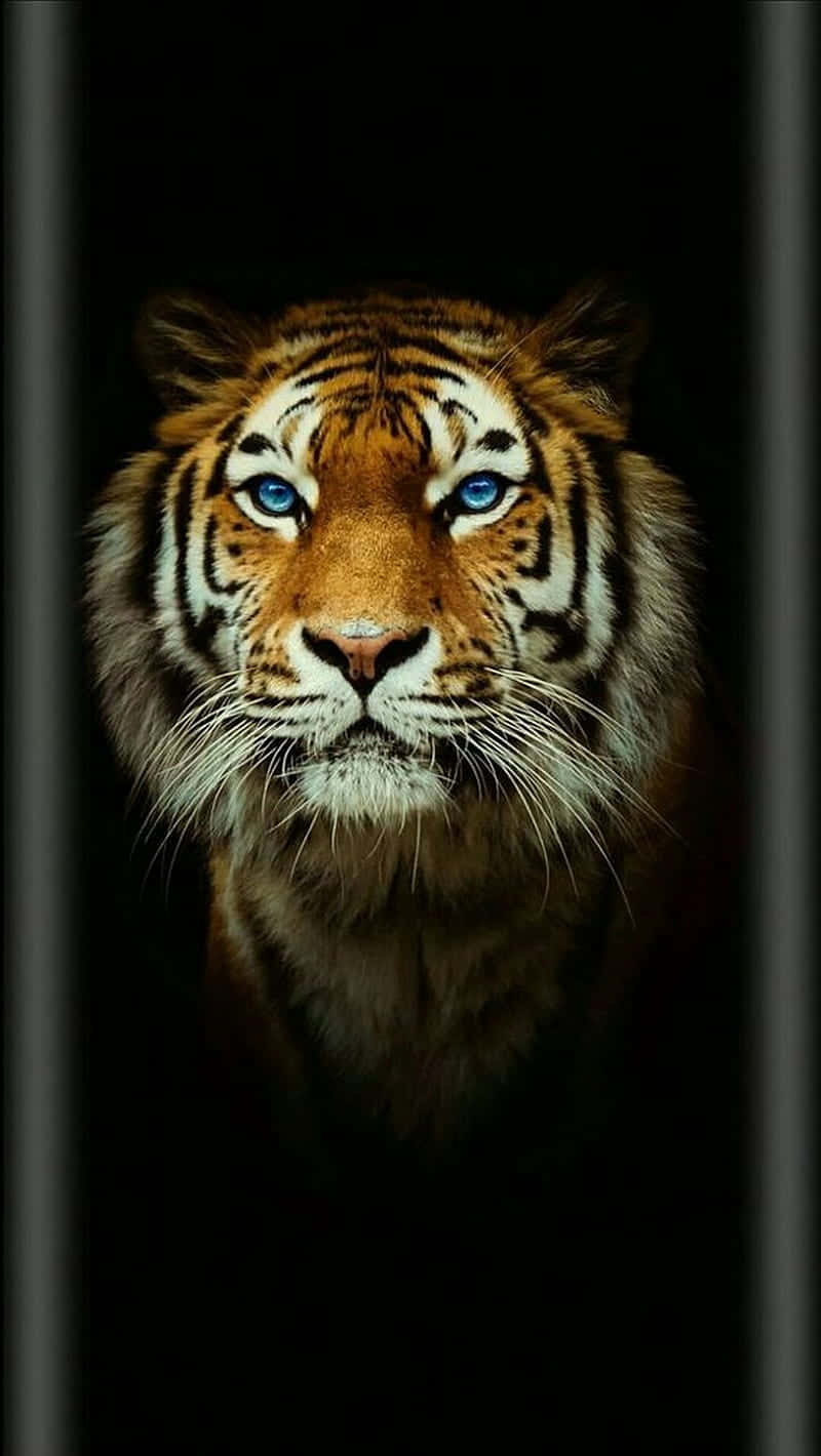 Tiger Face In The Dark Wallpaper