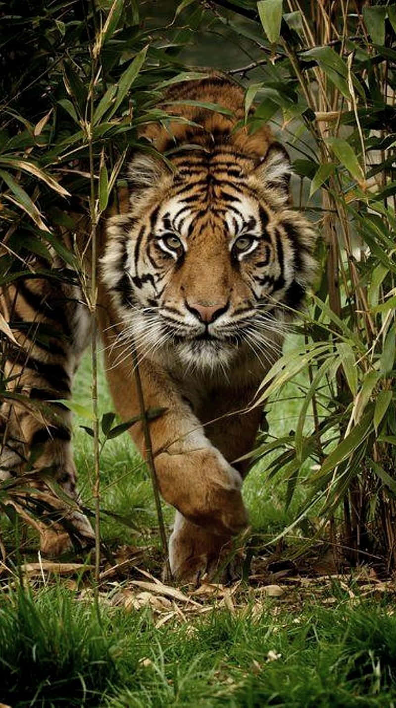 Tiger Face Under The Bamboo Tree Wallpaper