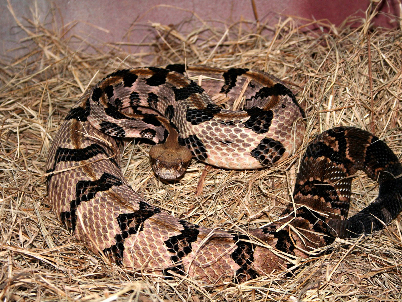 Timber Rattler Snake Dried Grass Wallpaper