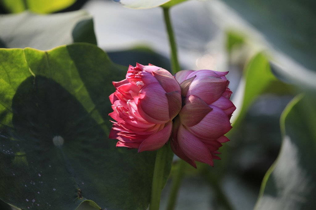 Tinh De Lotus Flower Wallpaper