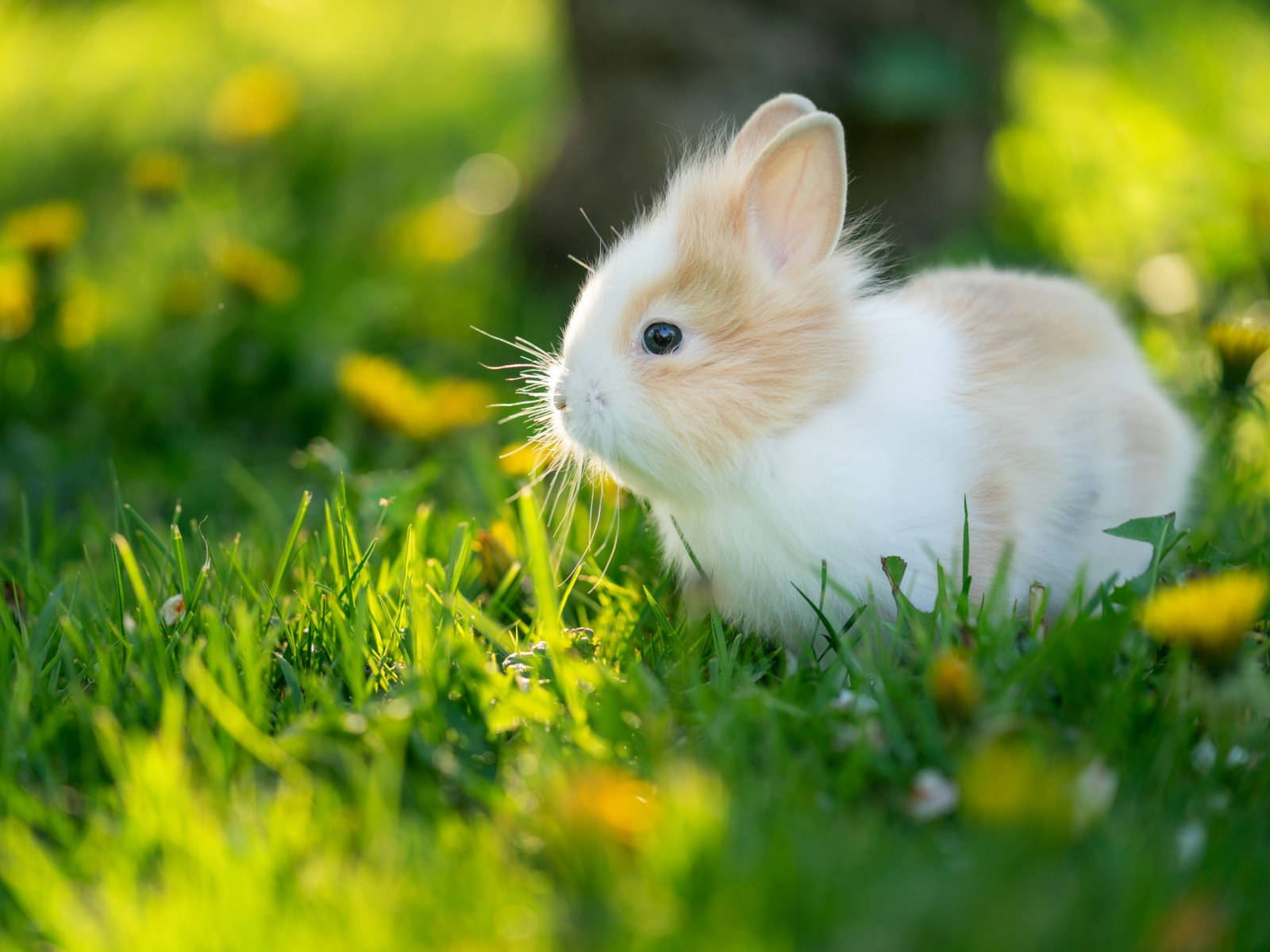 Tiny And Fluffy Baby Bunny Wallpaper