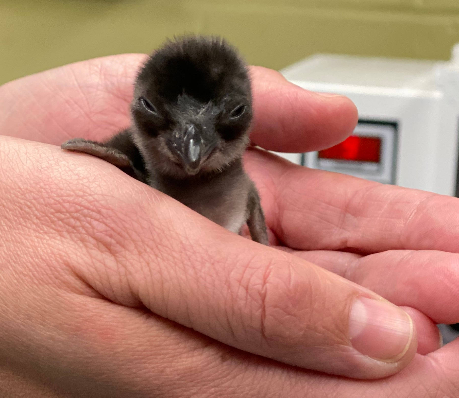 Tiny Baby Penguin Wallpaper