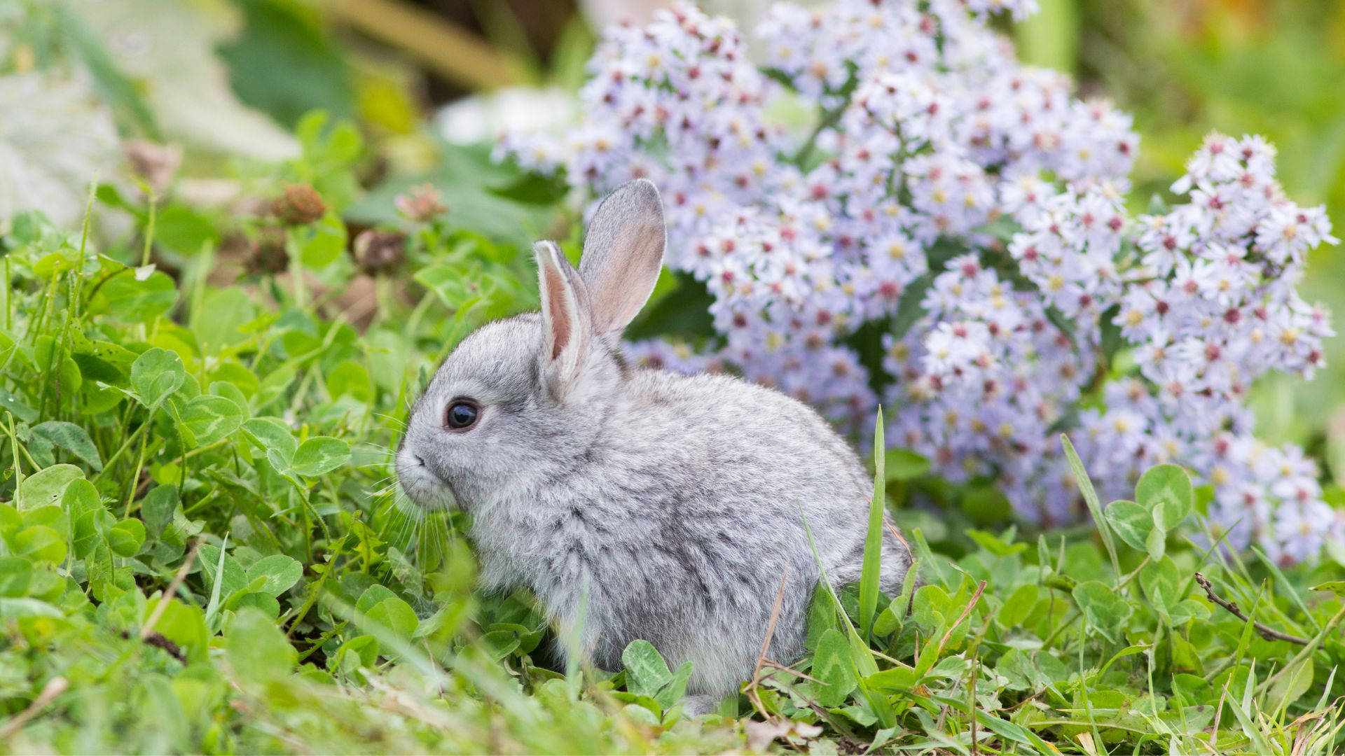 Tiny Gray Baby Bunny Wallpaper