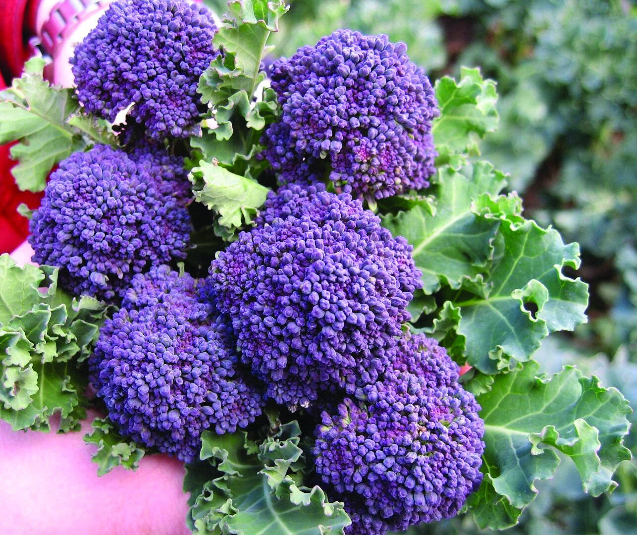 Tiny Purple Broccoli Garden Wallpaper