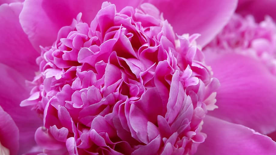 Tonal Contrast Of Pink Peony Petals Wallpaper