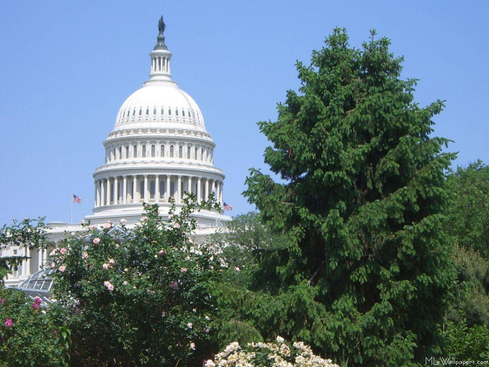 Towering Tree In Capitol Hill Wallpaper