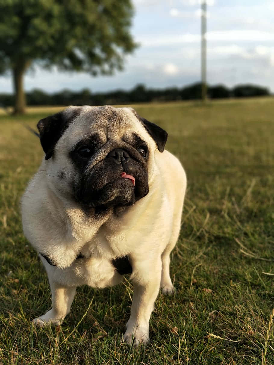 Tree And A Cute Pug Dog Wallpaper