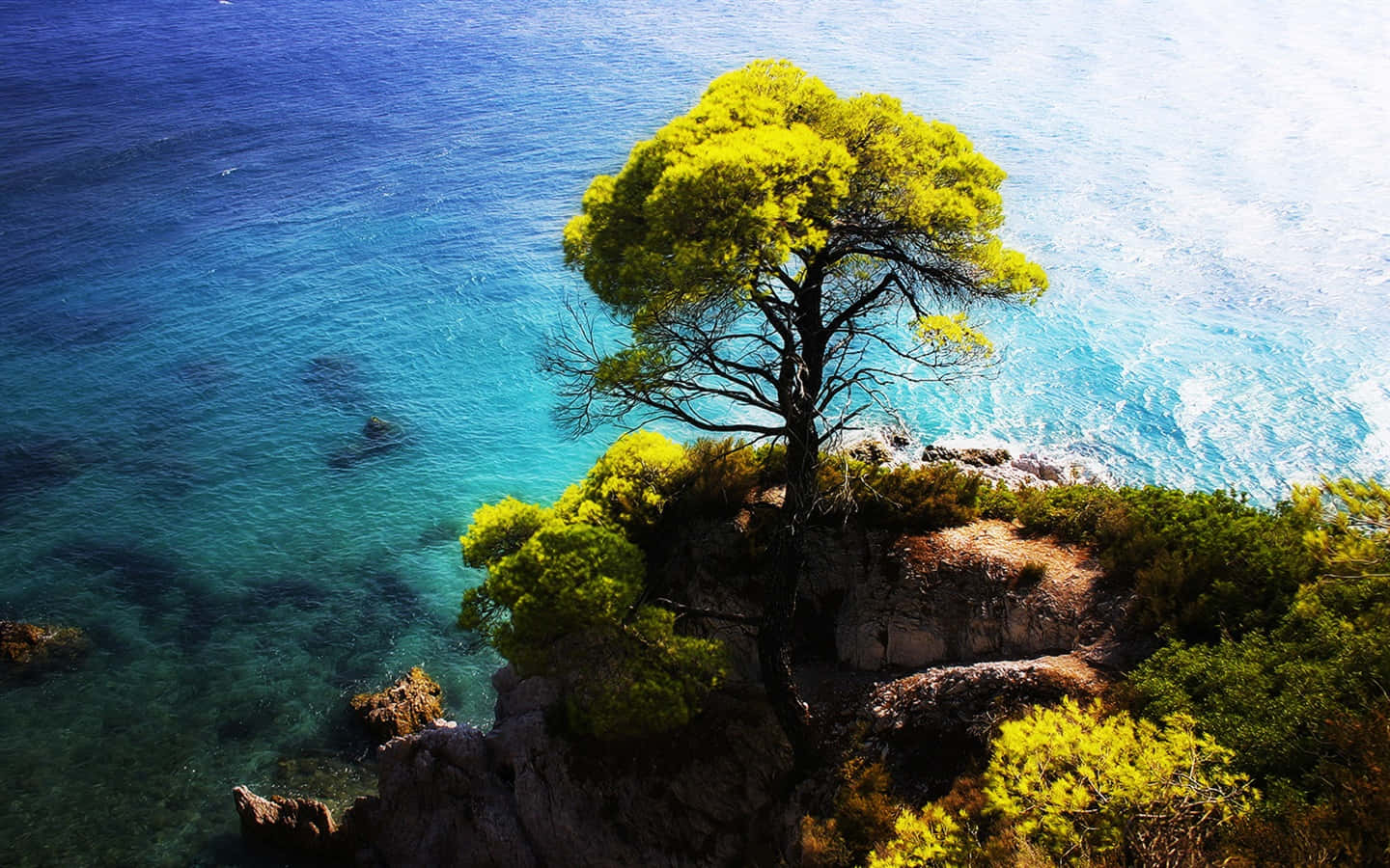 Tree On A Cliff Seaside Mountain View Wallpaper