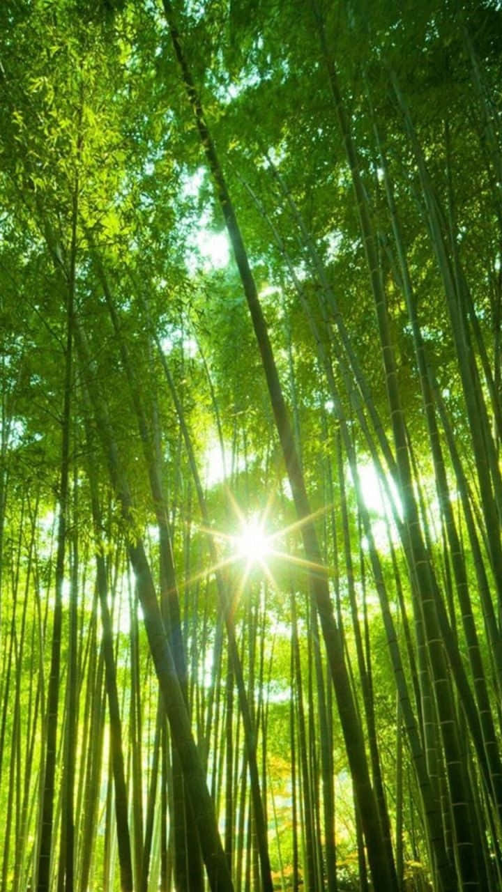 Tree Phone Sun Shining Wallpaper