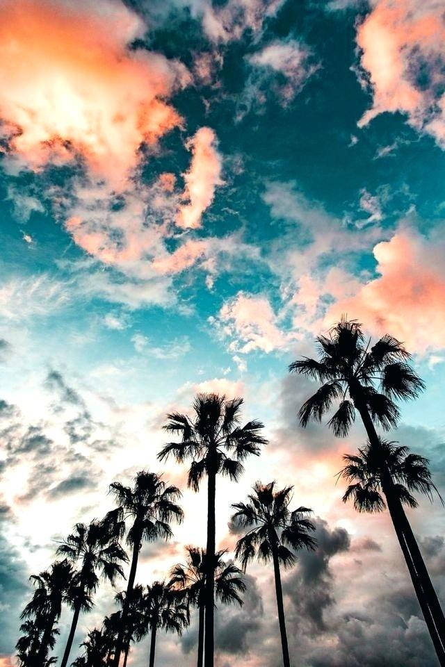Trees And The Sky Cool Android Wallpaper