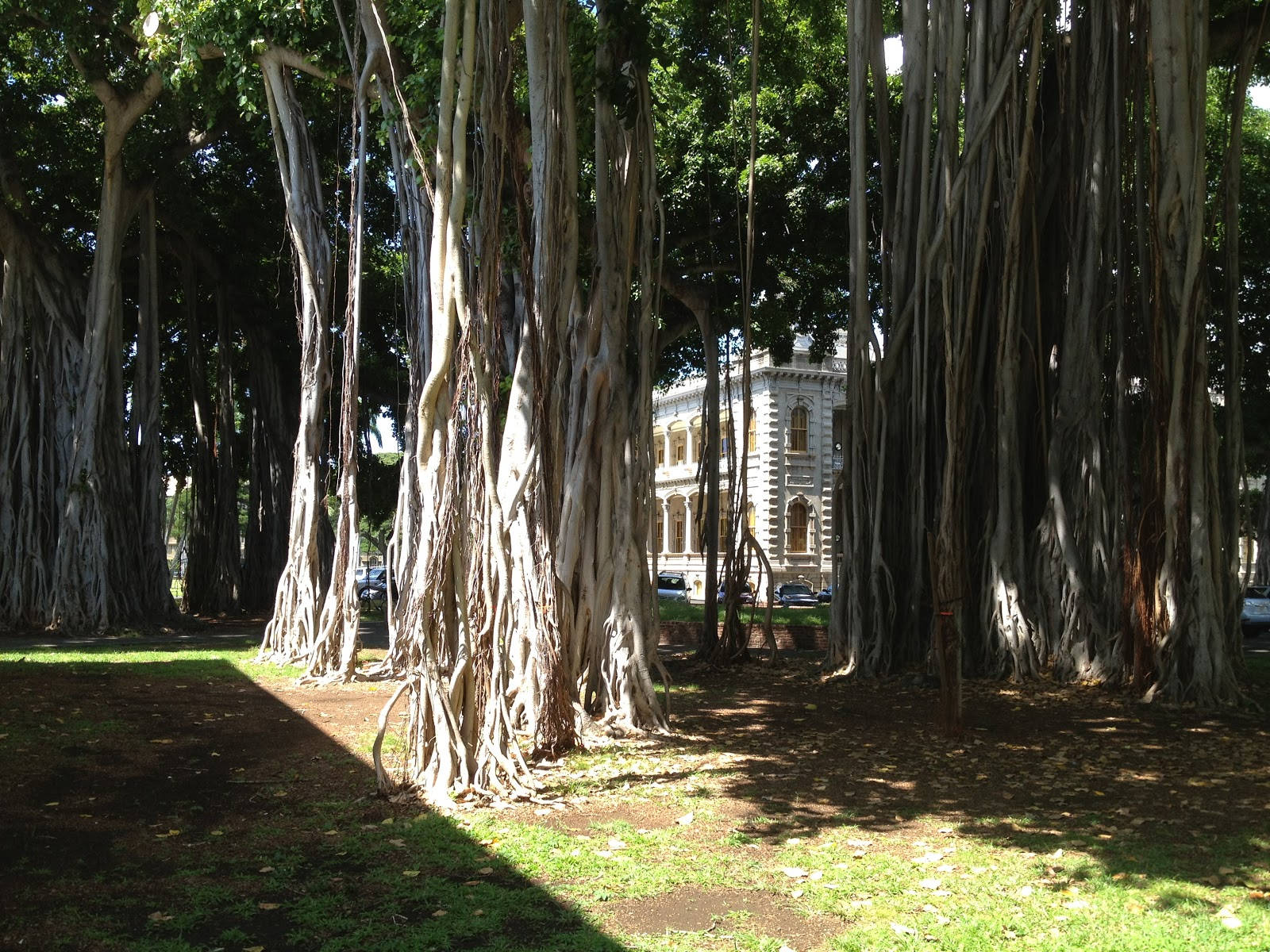 Trees Inside The Iolani Palace Wallpaper