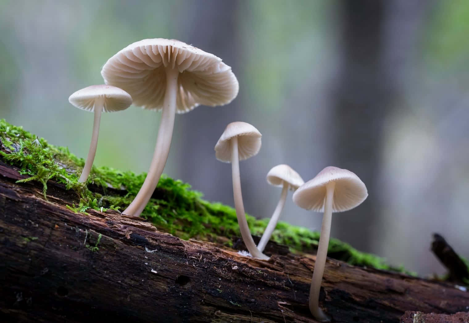 Troop Of Bonnet Mushrooms Thriving On A Damp Tree Wallpaper