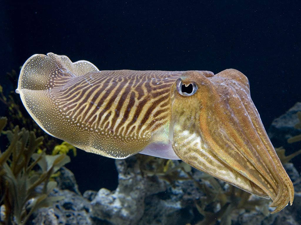 Tropical Bottle-tail Calamari Over Coral Reefs Wallpaper