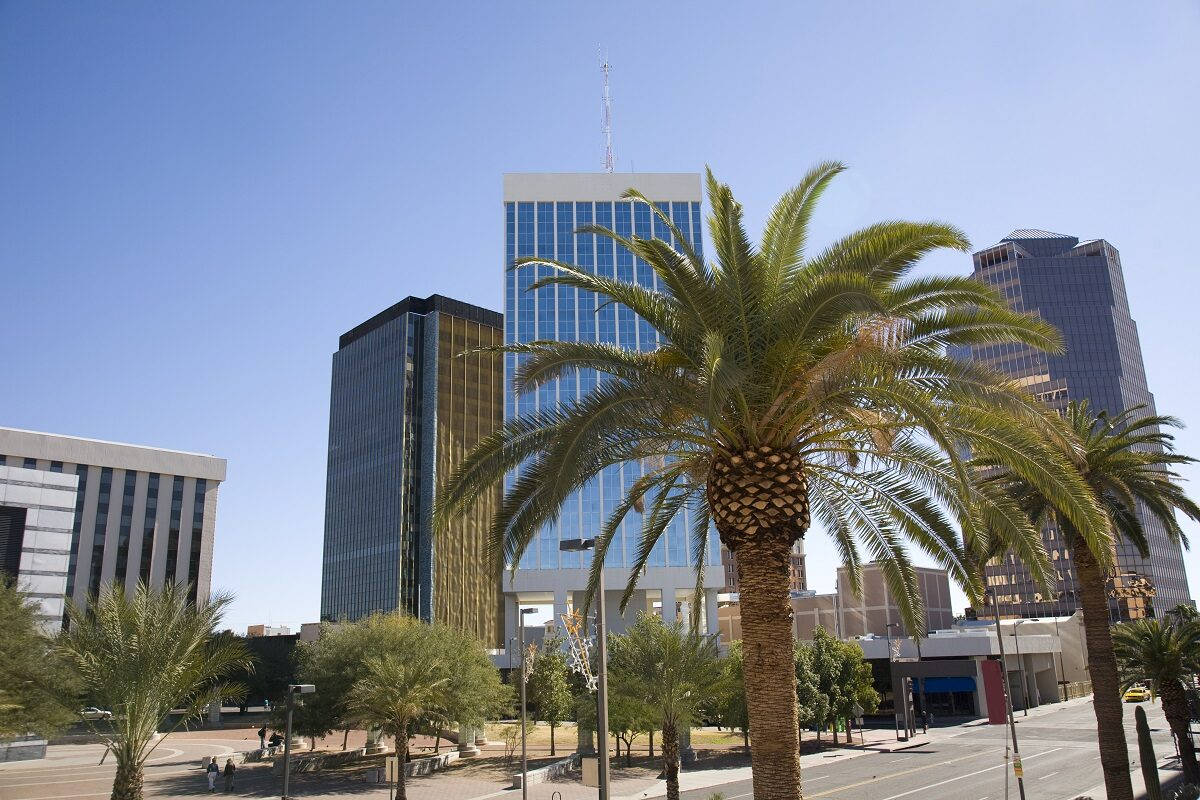 Tucson Palm Trees Wallpaper