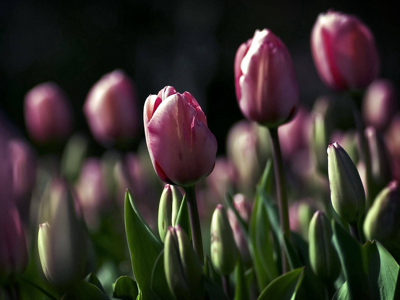 Tulips, Flowers, Night, Golf, Beauty Wallpaper