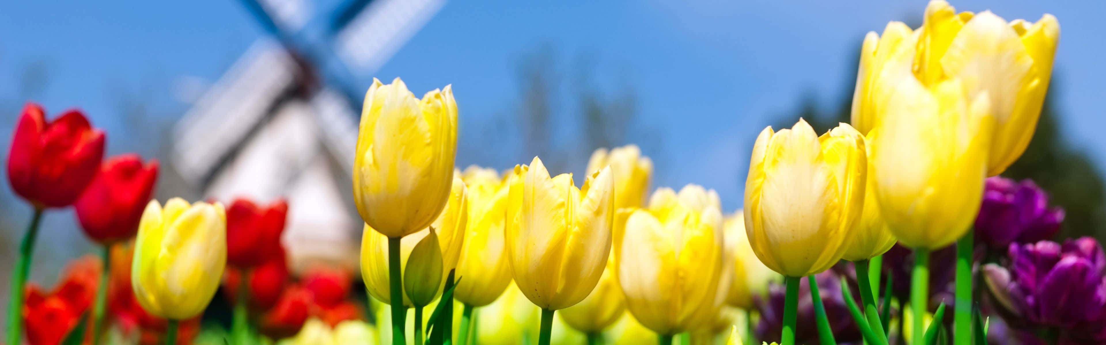 Tulips Spring Dual Screen Wallpaper