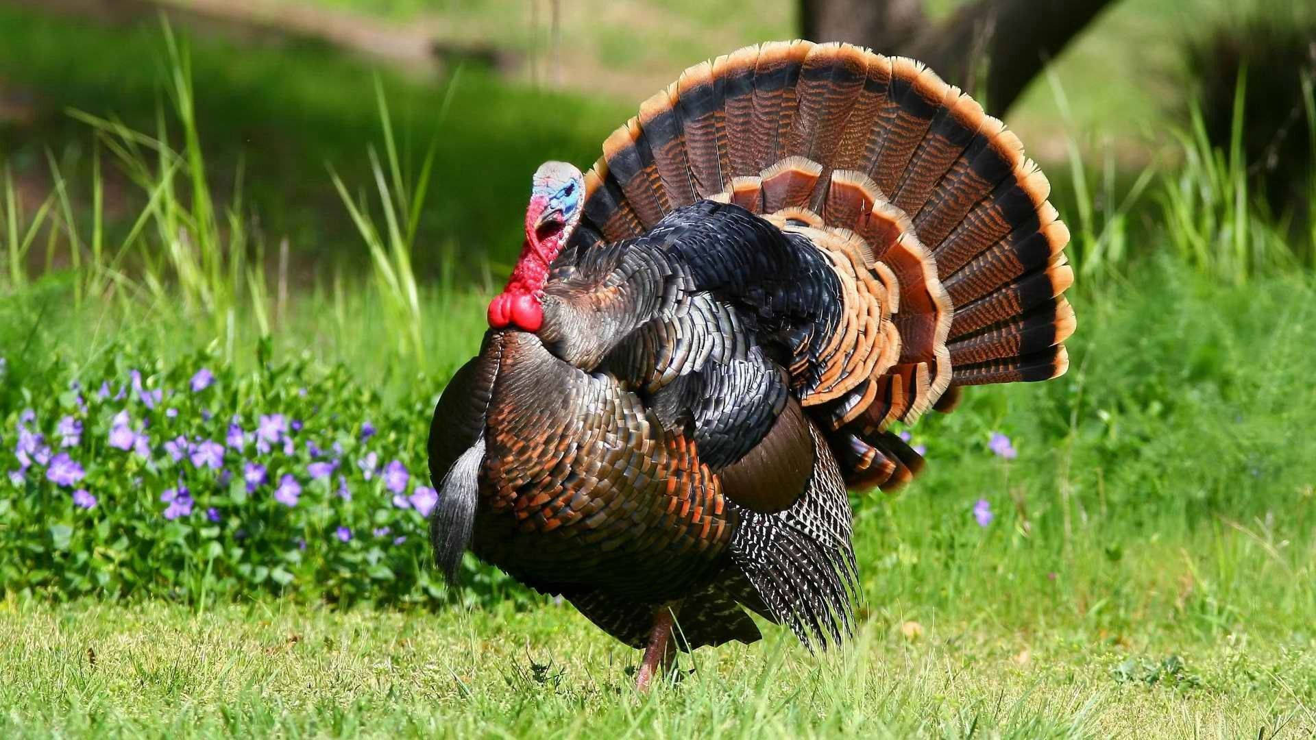 Download Free 100 + wild turkey Wallpapers